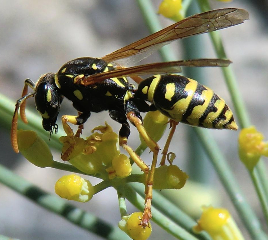 Best ideas about DIY Wasp Killer
. Save or Pin Homemade Wasp and Bee Killer Simply Wellness Now.