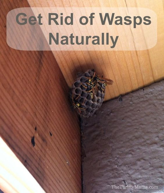 Best ideas about DIY Wasp Killer
. Save or Pin 1003 best images about For the home on Pinterest Now.