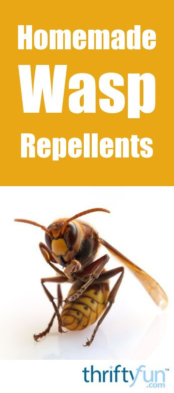 Best ideas about DIY Wasp Killer
. Save or Pin Homemade Wasp Repellent Now.