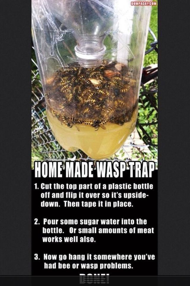 Best ideas about DIY Wasp Killer
. Save or Pin Homemade wasp trap Everything Pinterest Now.