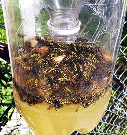 Best ideas about DIY Wasp Trap
. Save or Pin 100 Expert Gardening Tips Ideas and Projects that Every Now.