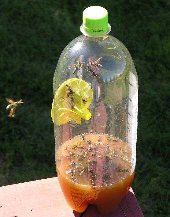 Best ideas about DIY Wasp Trap
. Save or Pin Best 25 Wasp traps ideas on Pinterest Now.