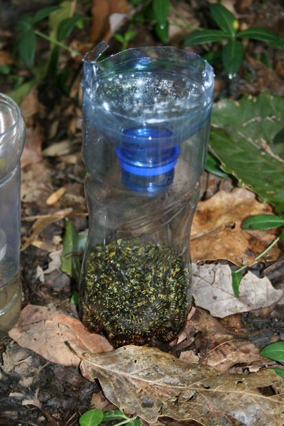 Best ideas about DIY Wasp Trap
. Save or Pin DIY Yellow Jacket Bottle Trap 8 Steps with Now.