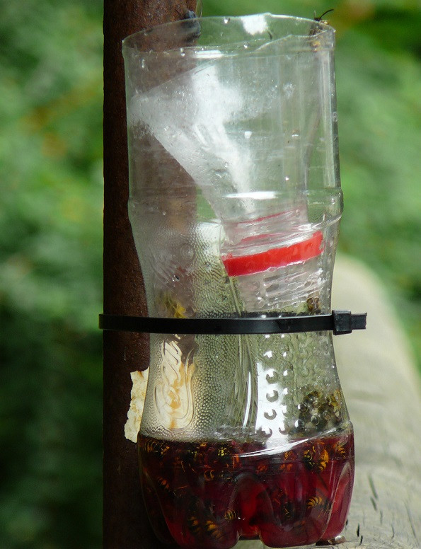 Best ideas about DIY Wasp Trap
. Save or Pin 13 Easy Ways To Keep Wasps Away From You And Your Picnic Now.