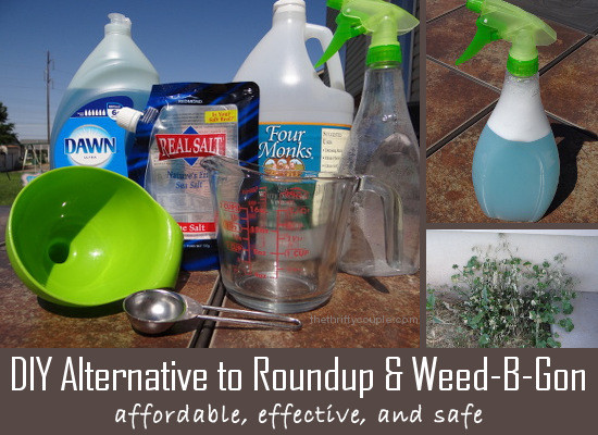 Best ideas about DIY Weed Killer
. Save or Pin DIY Alternative for Weed B Gone or RoundUp Homemade Now.