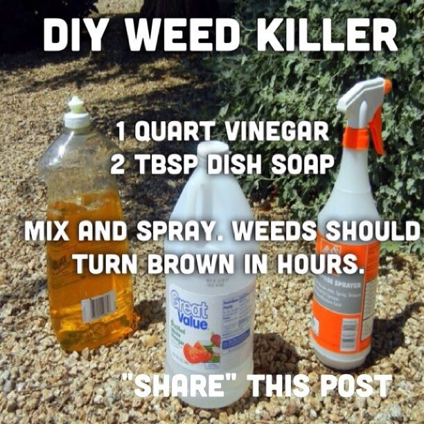 Best ideas about DIY Weed Killer
. Save or Pin 1000 ideas about Weeds Vinegar on Pinterest Now.