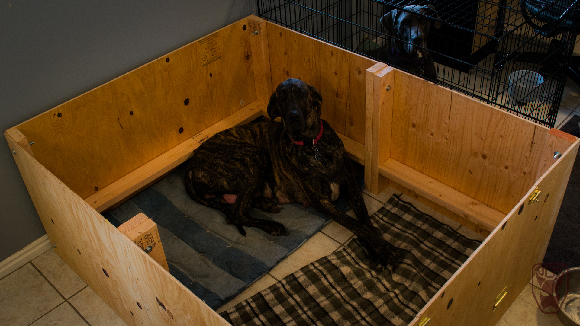 Best ideas about DIY Whelping Box
. Save or Pin Building a Whelping box for our Great Dane Now.