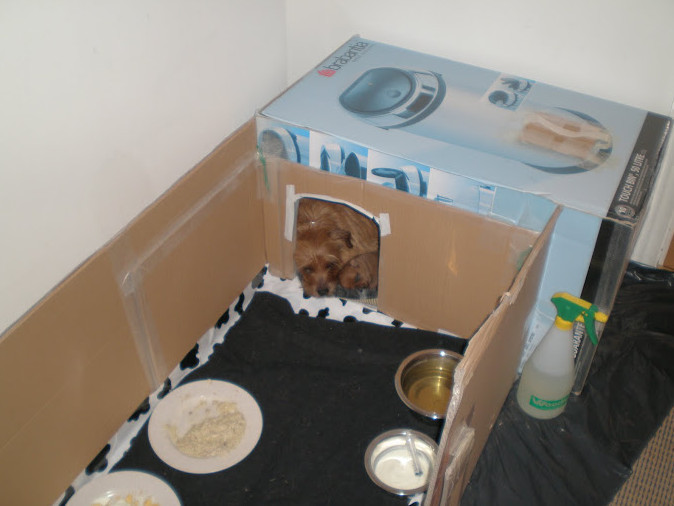 Best ideas about DIY Whelping Boxes
. Save or Pin How to Build a Whelping Box for Small Dogs Now.