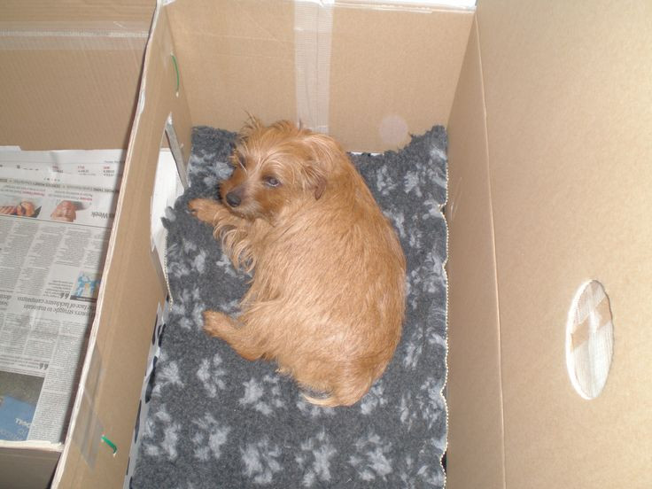 Best ideas about DIY Whelping Boxes
. Save or Pin How to Build a Whelping Box for Small Dogs Now.