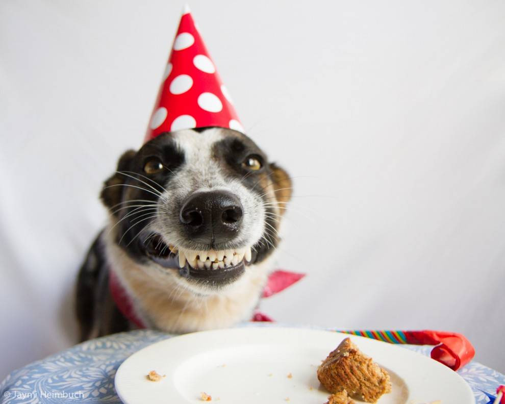 Best ideas about Dog Birthday Cake
. Save or Pin How to make a dog birthday cake Now.