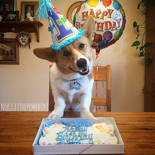 Best ideas about Dog Birthday Cake Petsmart
. Save or Pin dog birthday cake petsmart Now.