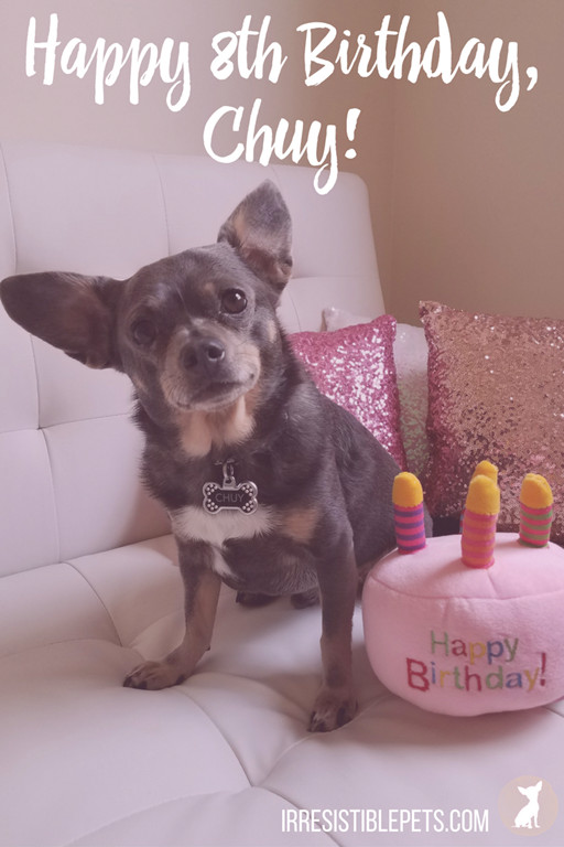 Best ideas about Dog Birthday Cake Petsmart
. Save or Pin Happy 8th Birthday Chuy Irresistible Pets Now.