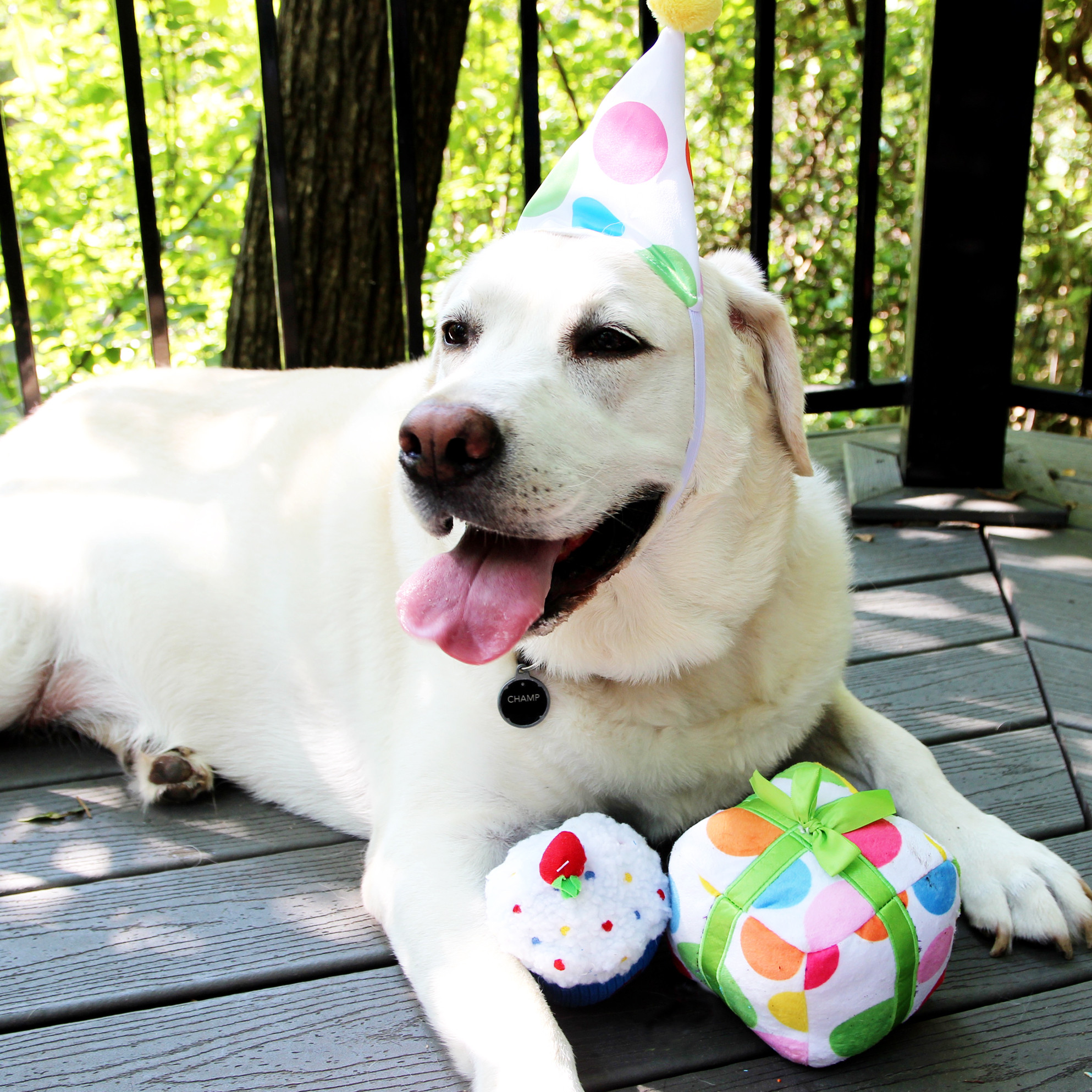 Best ideas about Dog Birthday Cake Petsmart
. Save or Pin PetSmart Launches First Ever Birthday Collection with Now.
