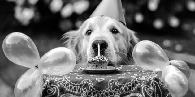 Best ideas about Dog Birthday Quotes
. Save or Pin Dog Birthday Quotes QuotesGram Now.