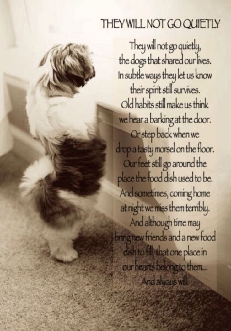 Best ideas about Dog Birthday Quotes
. Save or Pin Best 25 Shih tzu ideas on Pinterest Now.