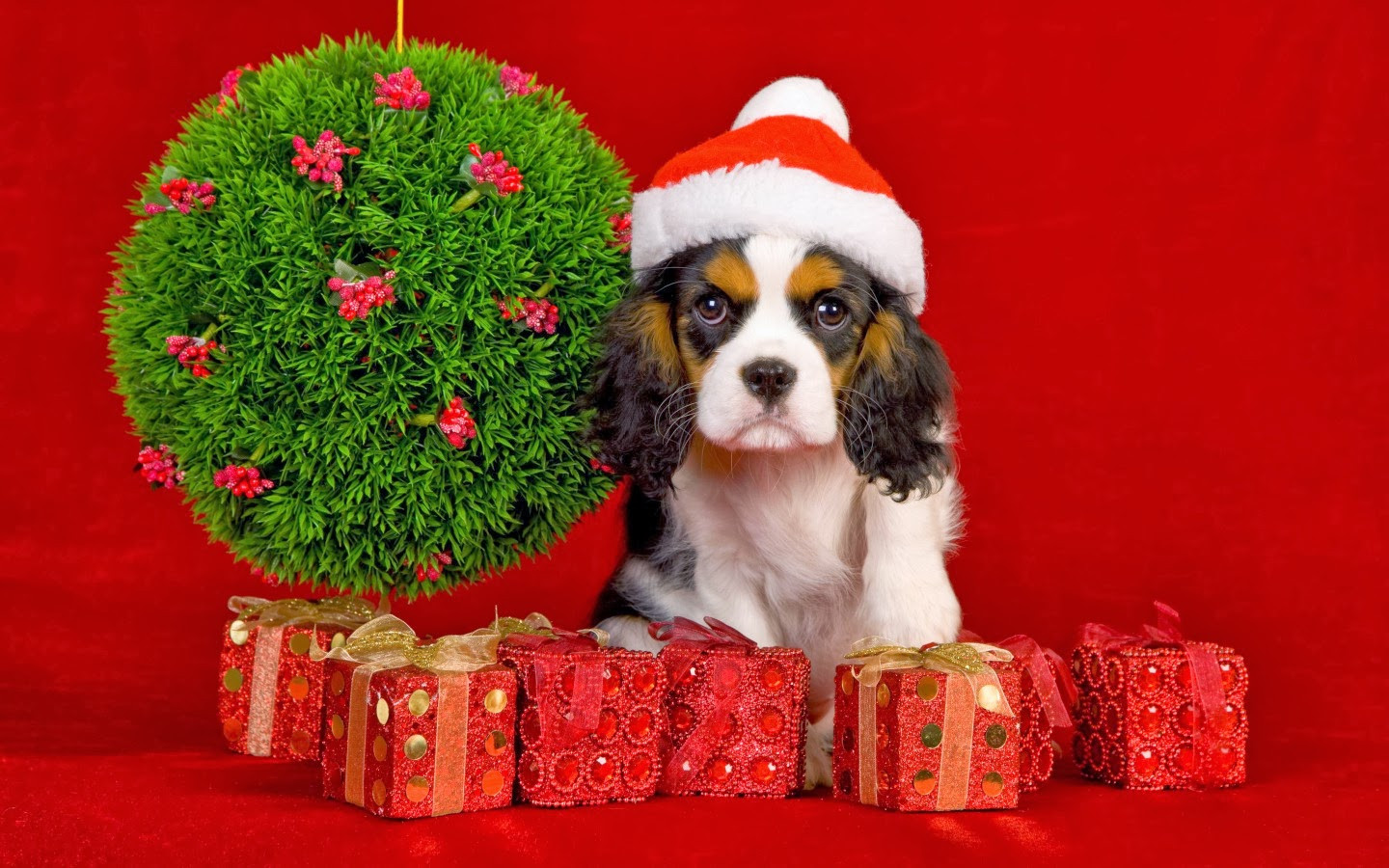 Best ideas about Dog Christmas Gift Ideas
. Save or Pin Best Christmas Gift Ideas for your Dogs Now.