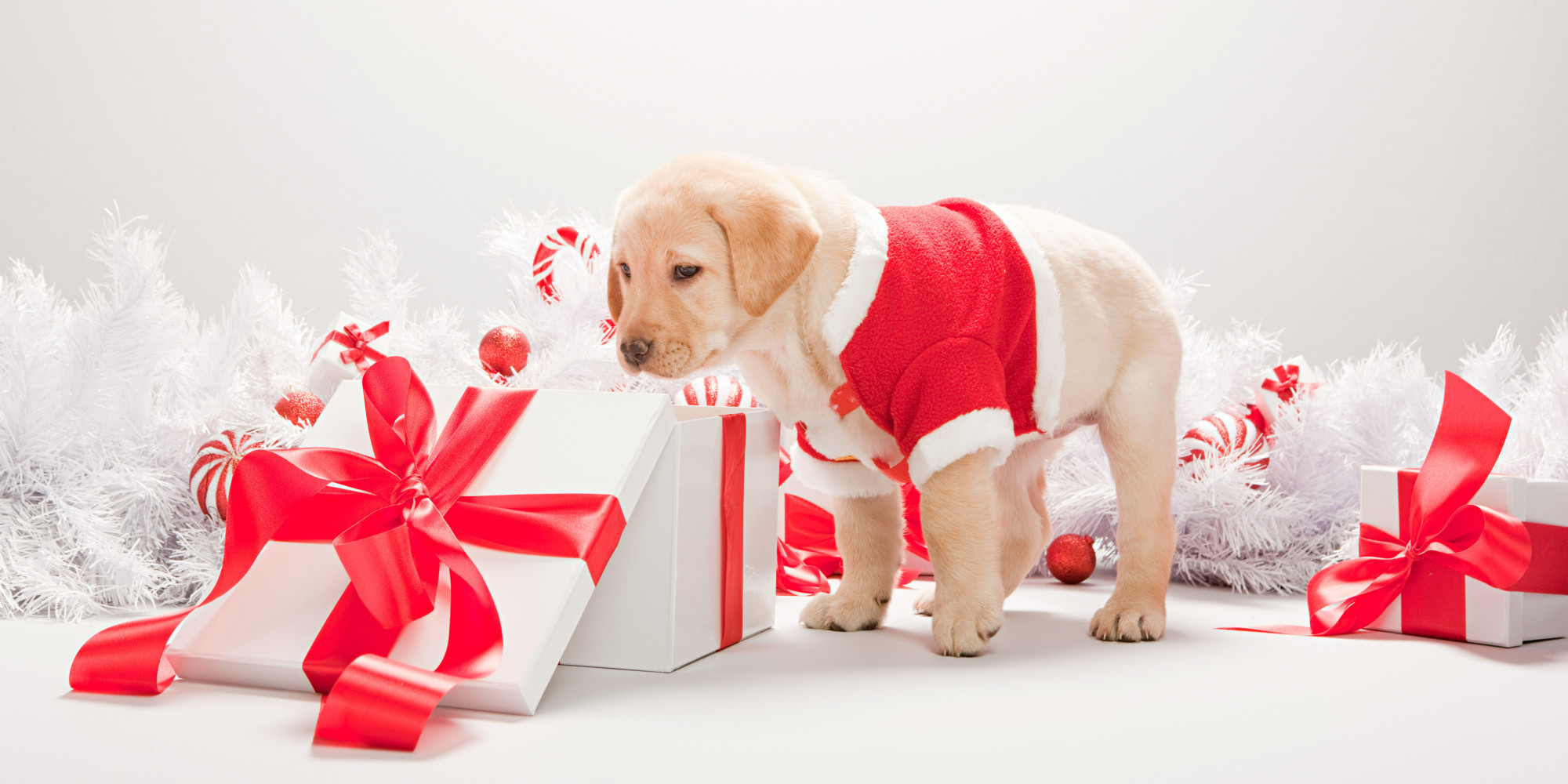 Best ideas about Dog Christmas Gift Ideas
. Save or Pin Pet Gift Ideas What To Buy Your Dogs And Cats For Christmas Now.