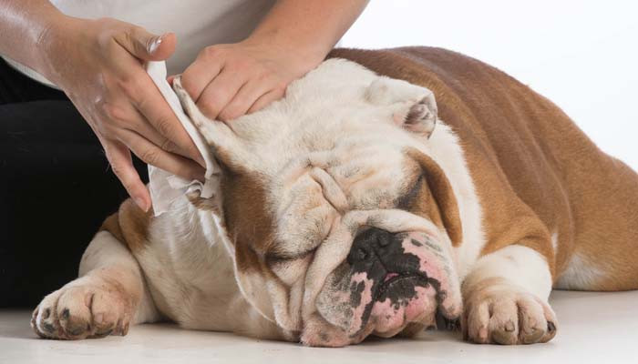 Best ideas about Dog Ear Cleaning Solution DIY
. Save or Pin How to Make Homemade Dog Ear Cleaner Now.