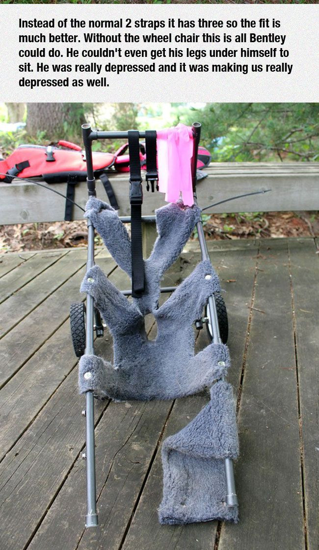 Best ideas about Dog Wheelchair DIY
. Save or Pin 25 best ideas about Dog wheelchair on Pinterest Now.