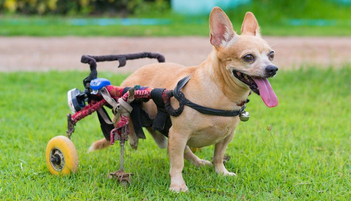 Best ideas about Dog Wheelchair DIY
. Save or Pin DIY Dog Wheelchair How to Make a Wheelchair for Dogs By Now.
