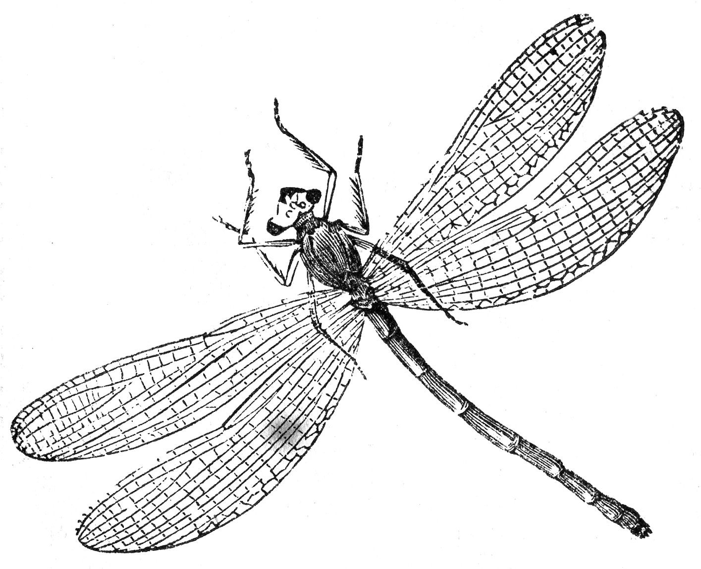 Best ideas about Dragon Fly Coloring Sheets For Kids
. Save or Pin Free Printable Dragonfly Coloring Pages For Kids Now.
