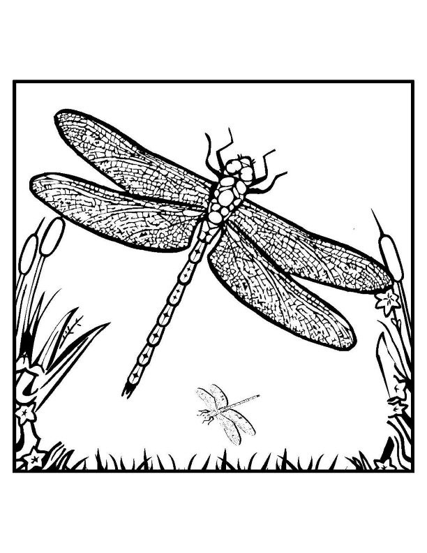 Best ideas about Dragon Fly Coloring Sheets For Kids
. Save or Pin Free Printable Dragonfly Coloring Pages For Kids Now.