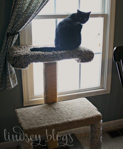 Best ideas about Easy DIY Cat Tree
. Save or Pin 5 Tips for Moving with a Cat Now.