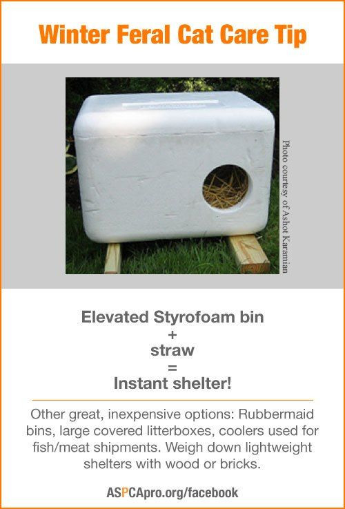 Best ideas about Feral Cat Shelter DIY
. Save or Pin Best 25 Outdoor cat shelter ideas that you will like on Now.