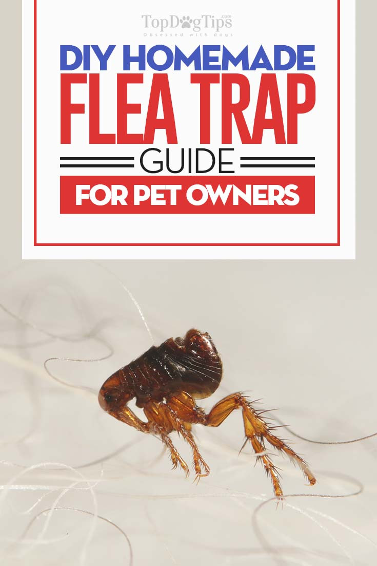 Best ideas about Flea Trap DIY
. Save or Pin Homemade Flea Trap DIY Guide Cheap and Easy Way to Now.