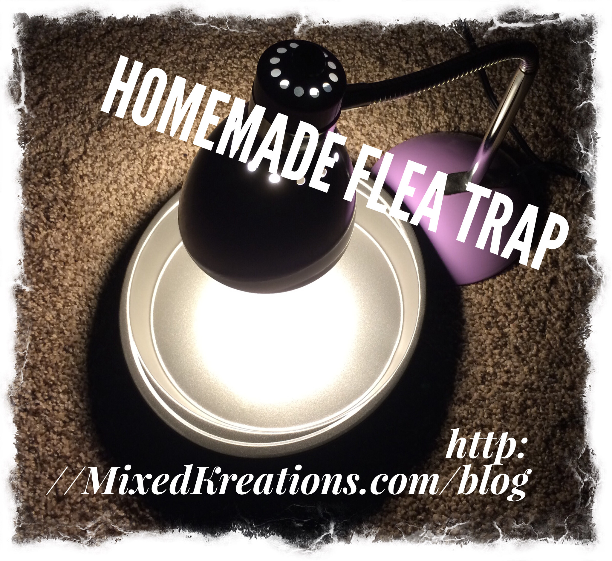 Best ideas about Flea Trap DIY
. Save or Pin Solve Your Flea Problem With This All Natural Homemade Now.