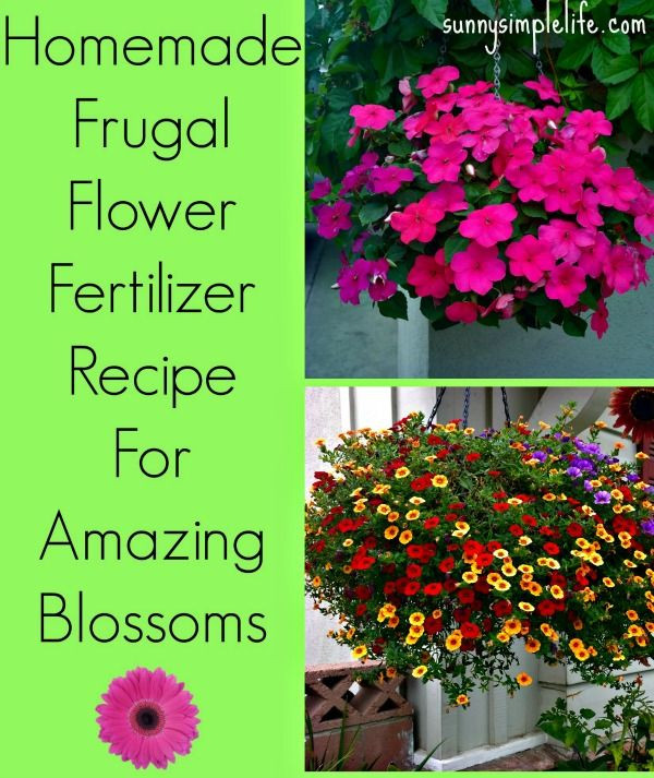 Best ideas about Flower Food DIY
. Save or Pin Homemade Flower Fertilizer diy flower food frugal Now.