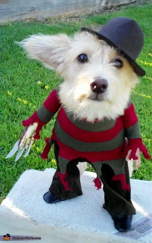 Best ideas about Freddy Krueger Costume DIY
. Save or Pin A Nightmare on Elm Street Freddy Krueger Costume for Dogs Now.