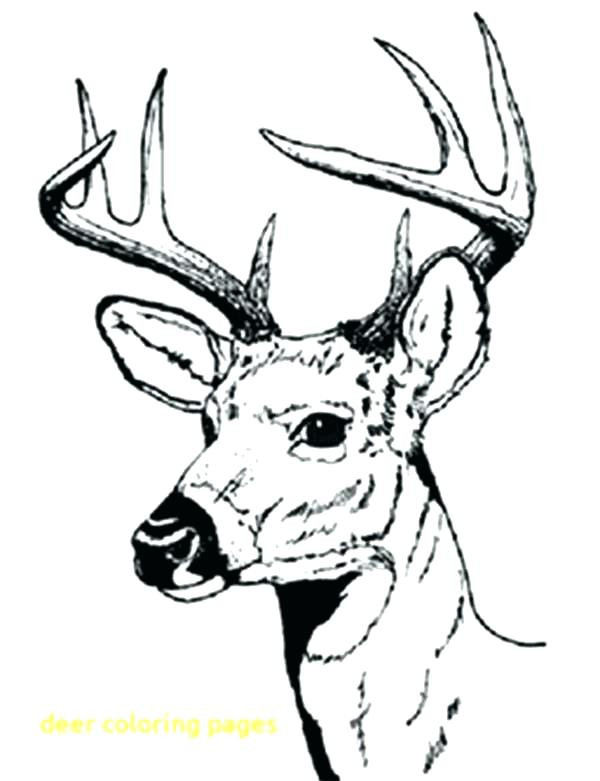 Best ideas about Free Coloring Pages Deer
. Save or Pin Deer Hunting Coloring Pages at GetColorings Now.