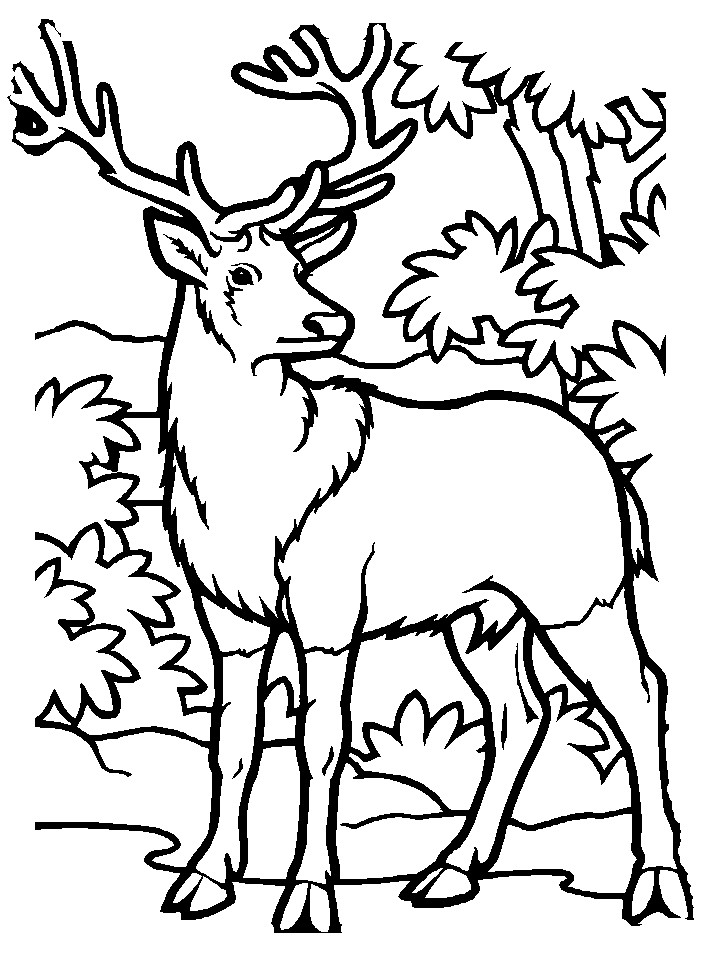 Best ideas about Free Coloring Pages Deer
. Save or Pin Elk Coloring Page Coloring Home Now.