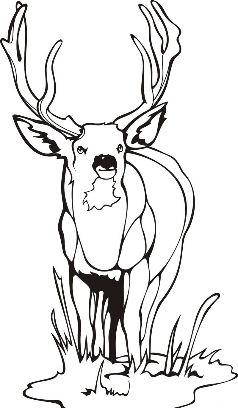 Best ideas about Free Coloring Pages Deer
. Save or Pin Free Printable Deer Coloring Pages For Kids Now.