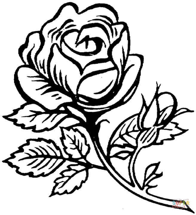 Best ideas about Free Coloring Pages Roses
. Save or Pin Beautiful big rose coloring page Now.