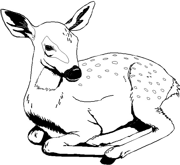 Best ideas about Free Coloring Pages Wild Animals
. Save or Pin Printable 35 Wild Animal Coloring Pages 3598 Coloring Now.