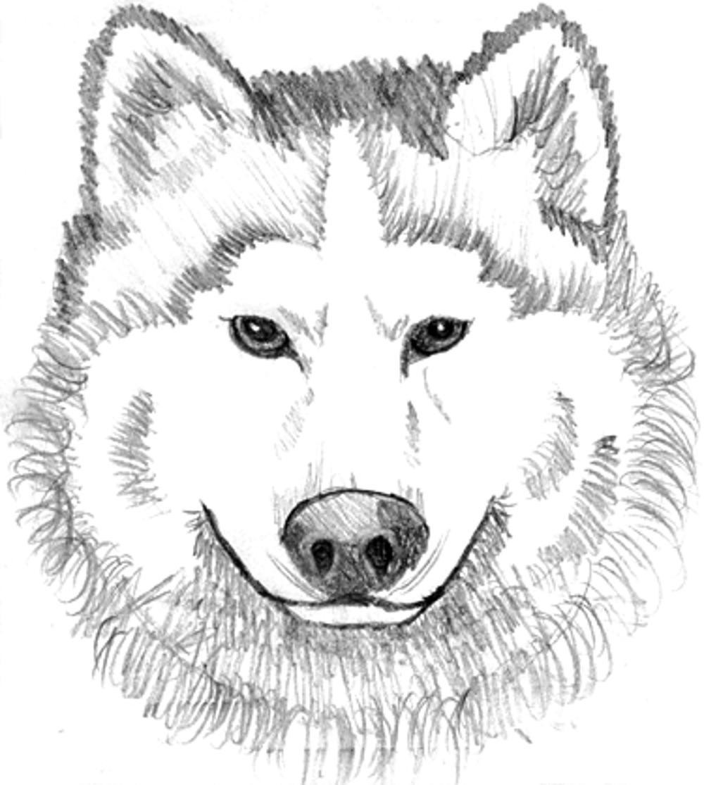 Best ideas about Free Coloring Pages Wolf
. Save or Pin Print & Download Wolf Coloring Pages Theme Now.