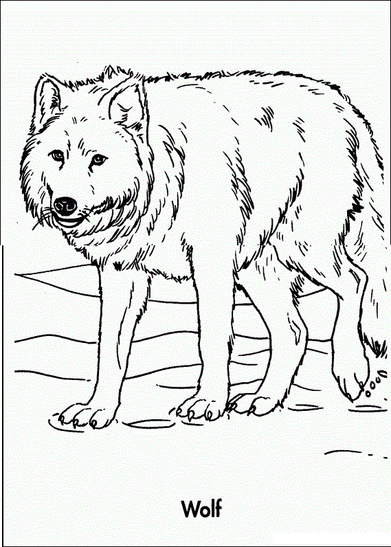 Best ideas about Free Coloring Pages Wolf
. Save or Pin Free Printable Wolf Coloring Pages For Kids Now.