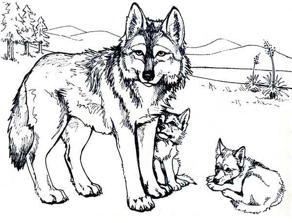 Best ideas about Free Coloring Pages Wolf
. Save or Pin Wolf Coloring Pages Free Printable warnai Now.