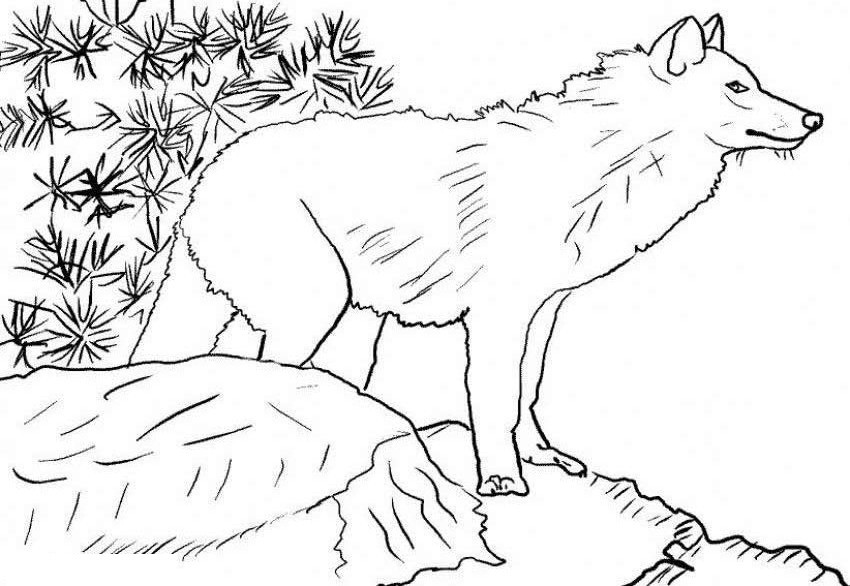 Best ideas about Free Coloring Pages Wolf
. Save or Pin Free Printable Wolf Coloring Pages For Kids Now.