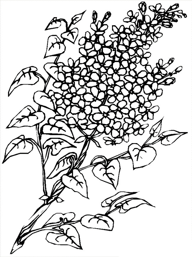 Best ideas about Free Online Printable Coloring Sheets On Plants
. Save or Pin Flori Planse de colorat si educative Now.