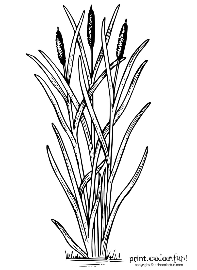 Best ideas about Free Online Printable Coloring Sheets On Plants
. Save or Pin Cattails plant coloring page Print Color Fun Now.