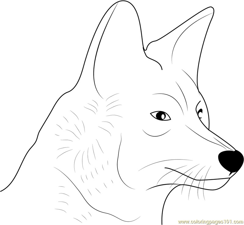 Best ideas about Free Printable Coloring Sheets Coyote
. Save or Pin Coyote Face Coloring Page Free Coyote Coloring Pages Now.