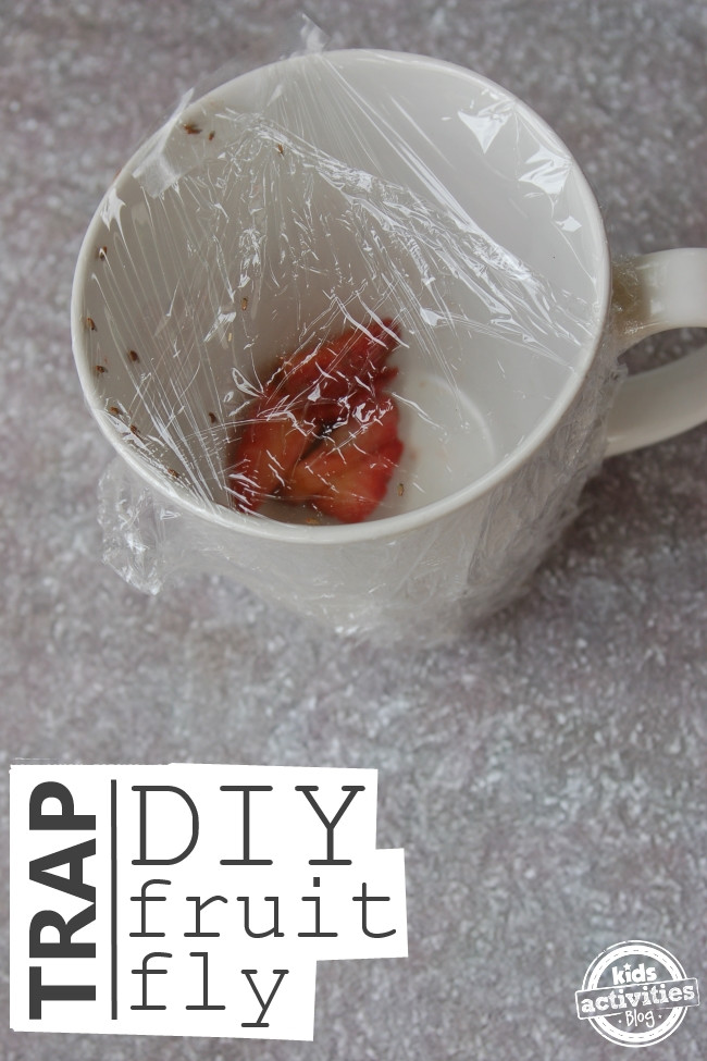 Best ideas about Fruit Flies Trap DIY
. Save or Pin DIY Fruit Fly Trap Now.