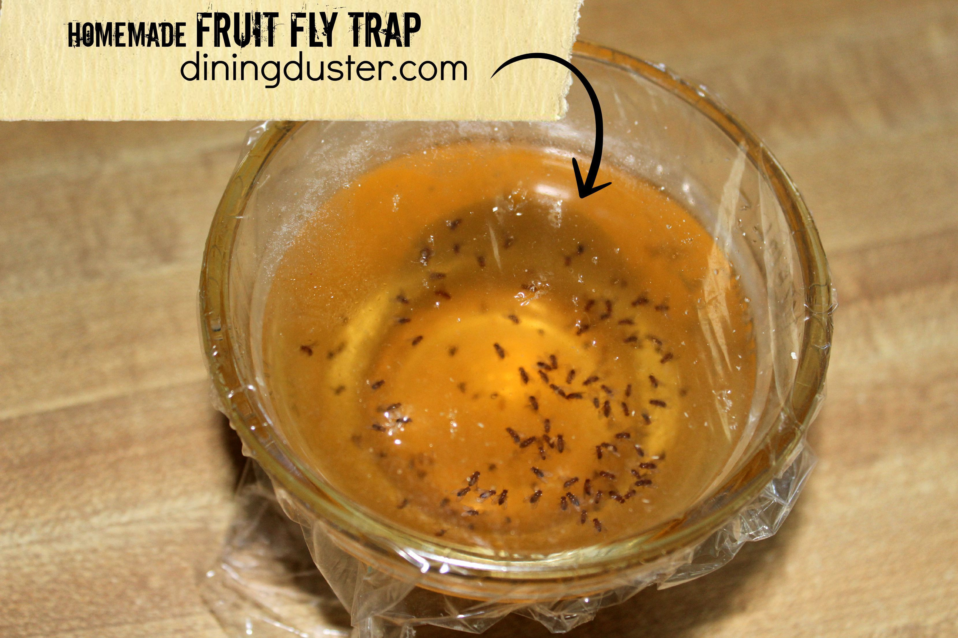 Best ideas about Fruit Flies Trap DIY
. Save or Pin Get Rid of Pesky Fruit Flies with an Easy DIY Fruit Fly Now.