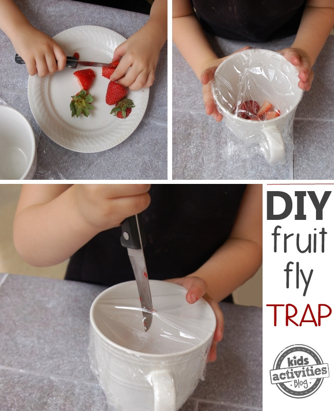 Best ideas about Fruit Fly Trap DIY
. Save or Pin DIY Fruit Fly Trap Now.