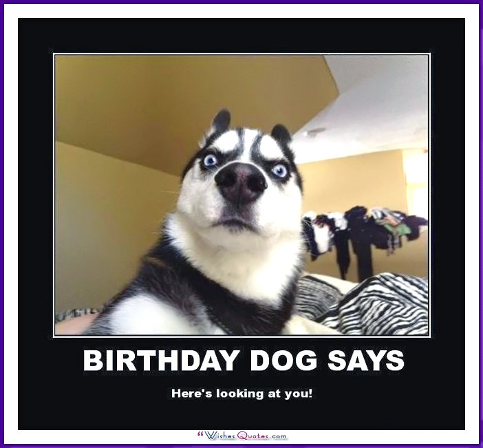 Best ideas about Funny Birthday Pic
. Save or Pin Happy Birthday Memes with Funny Cats Dogs and Cute Now.