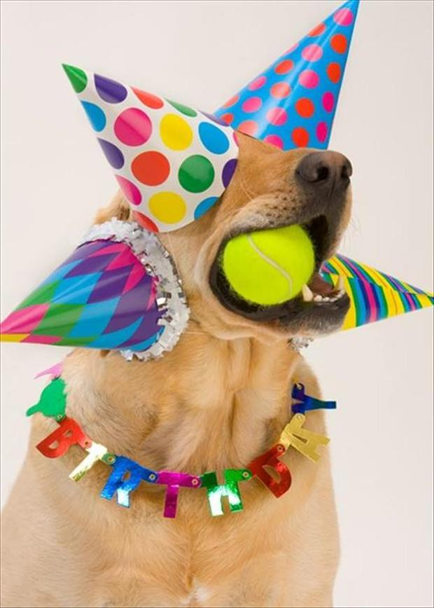 Best ideas about Funny Birthday Pics
. Save or Pin funny birthday parties Dump A Day Now.