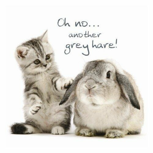 Best ideas about Funny Cat Birthday Cards
. Save or Pin Tabby Kitten & Rabbit Birthday Card Grey Hares Funny Cat Now.